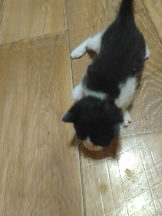 Отдам Даром Котят