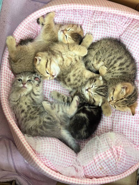 Котята золотой шиншилы