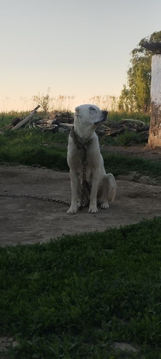 Алабай сука 2 год