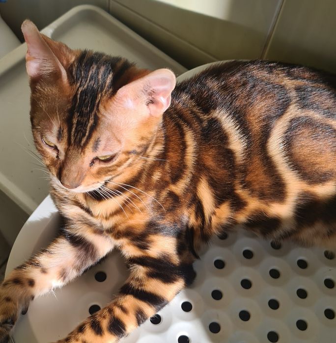 Минилеопард у вас дома!