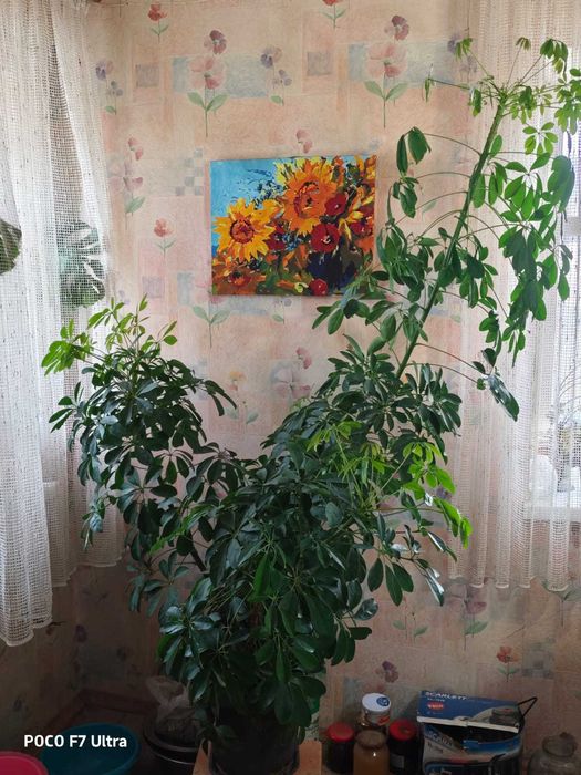 Комнатный цветок Шеффлера