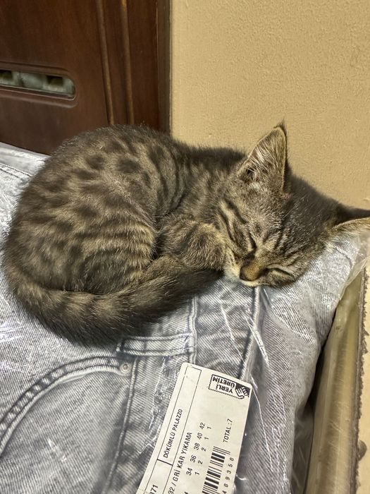 Отдам даром котенка