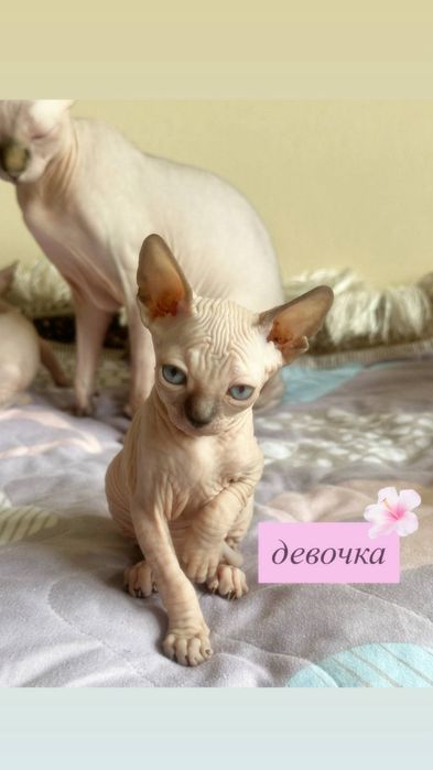 Сфинксы к бронированию