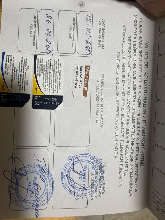 Продается щенок голландской овчарки