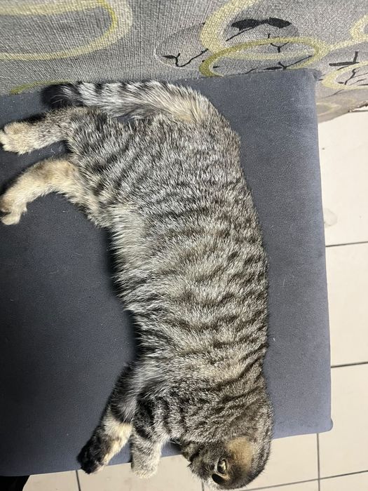 Кошка вислоухая.