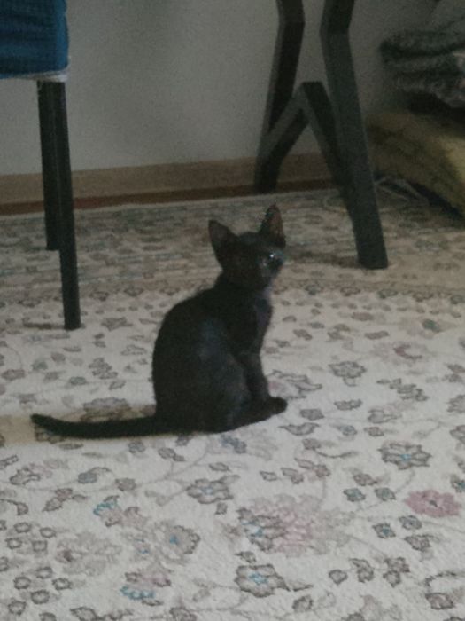 Маленки котёнок мальчик