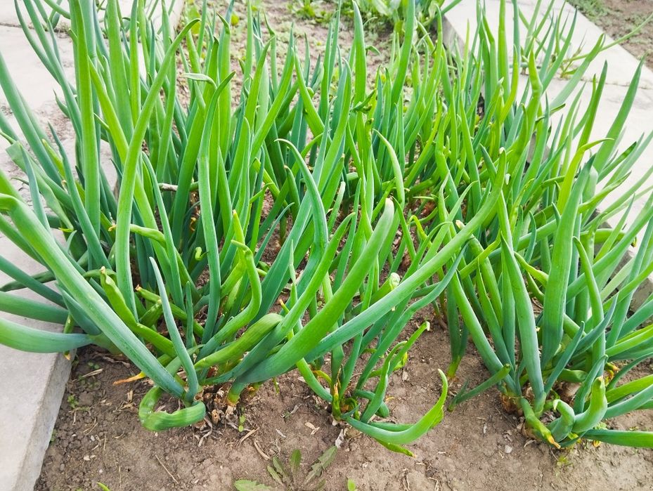 Рассада зеленого лука