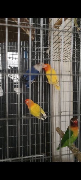 Rabochchi para papugaylar