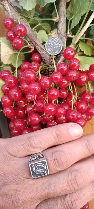 Продам саженцы смородины черной