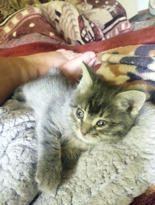 Отдам месячного котенка.