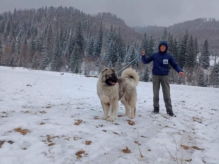 Femela ciobanesc caucazian