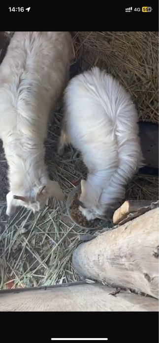 Кашар 370.   Лак туша 40