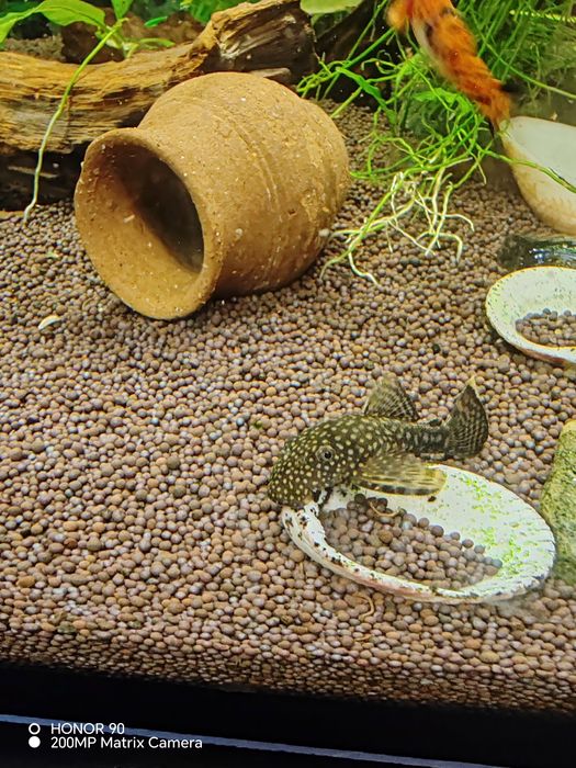 Аквариумные рыбки