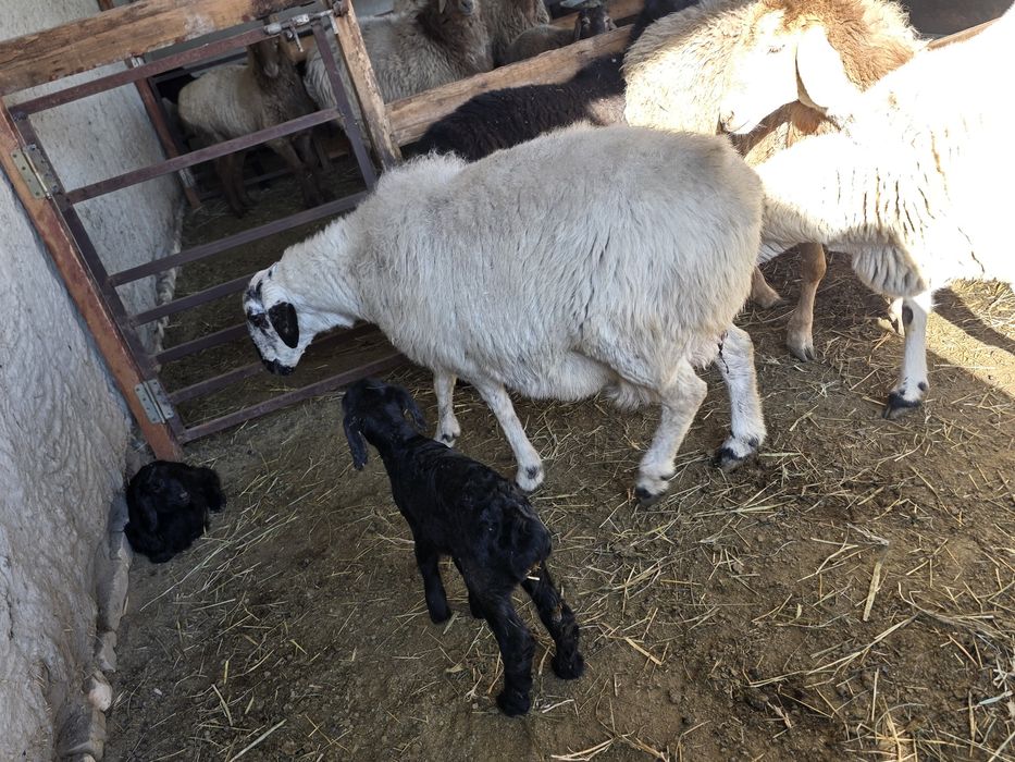 Ona bola qo'y sotiladi qora quloq