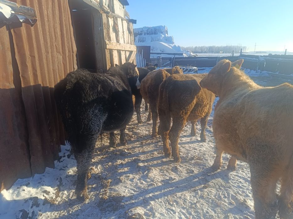 Продам  три телки два бычка