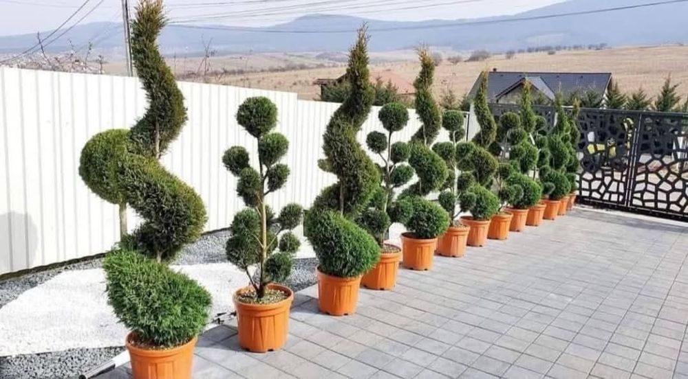 Vând tuia leylandii chiparos la oferta