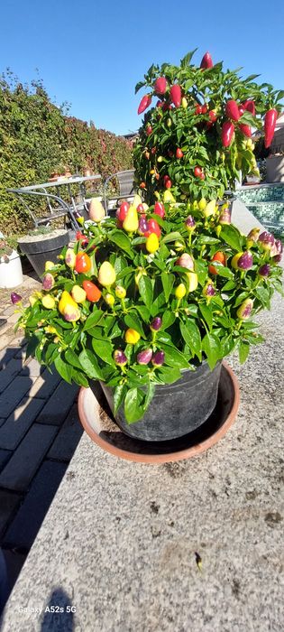 Chili/ardei iuți