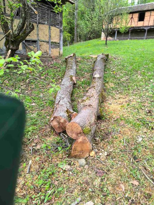 Трупи дървен материал от липа