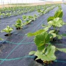 Folie AGROTEXTIL (Nu necesita scoaterea pe sezonul rece)Livrare Rapida