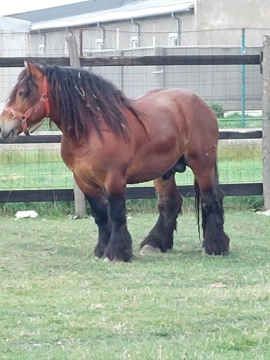 Vand iapa grea de 5/6 ani gestanta in 6 luni.