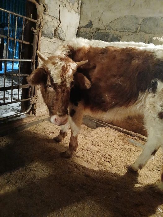 Бір жарым жасар еркек баспақ