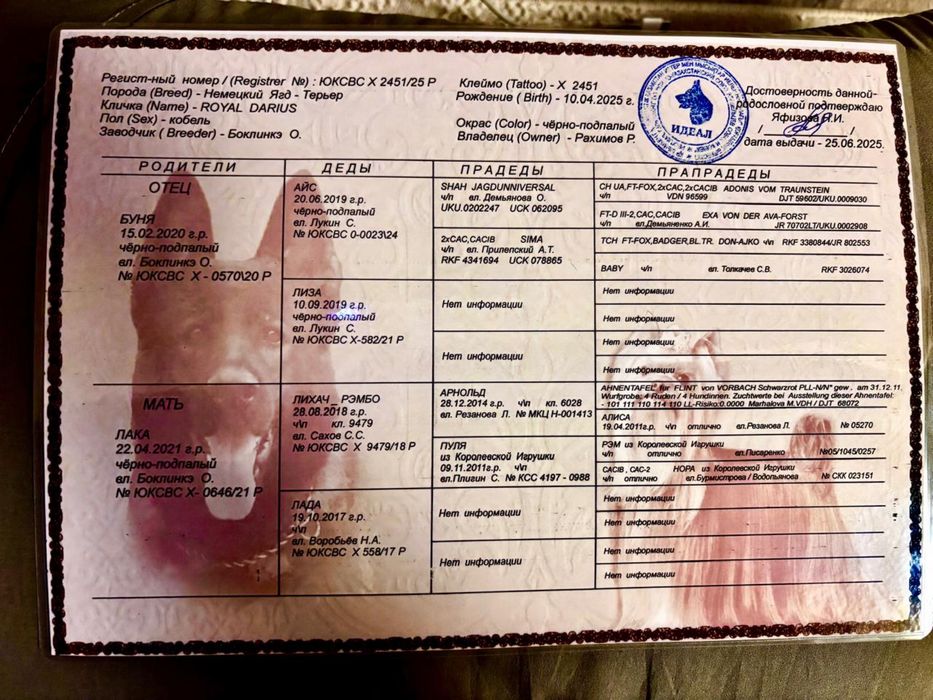 Подрощенный щенок ягдтерьера