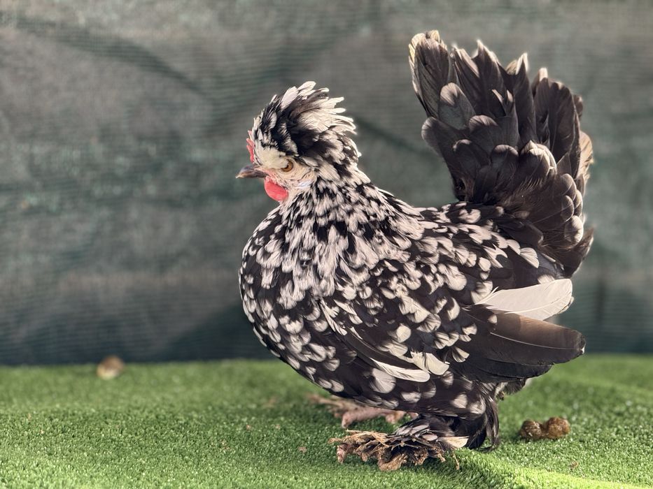 Продавам Бреговски джинки от снимките