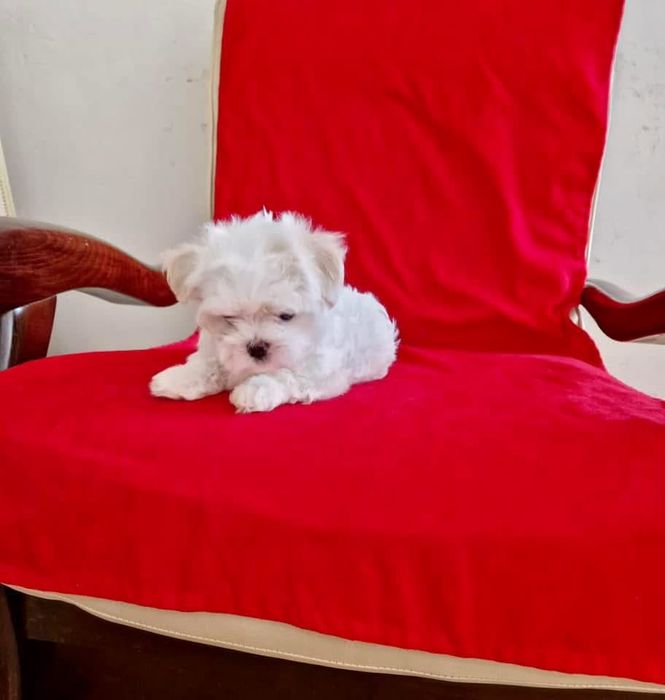 Bichon Maltez Mini Toy