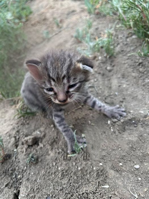 отдаю в добрые руки