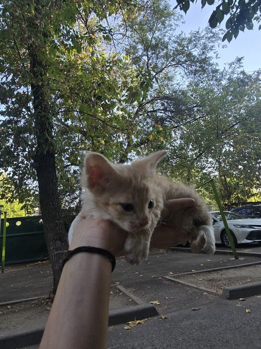 Котенок мальчик в добрые руки