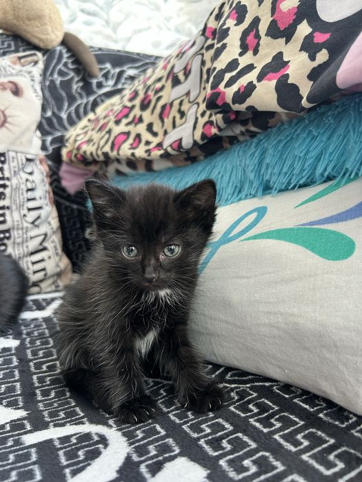 Отдам двух котят срочно!