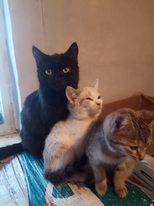 Отдам в добрые руки