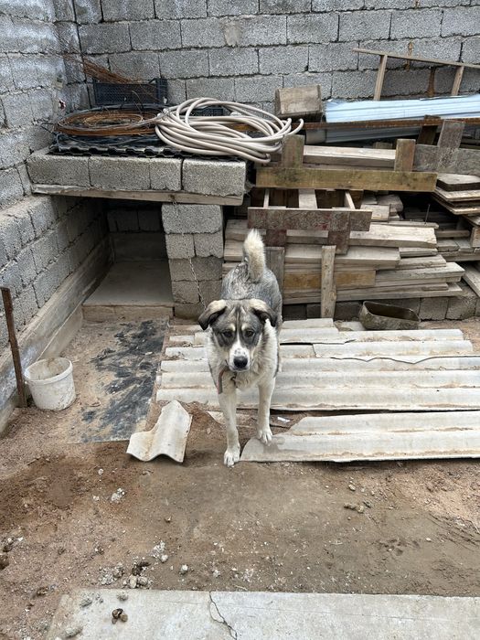 1 жаска толмаган ит тегин беремиз