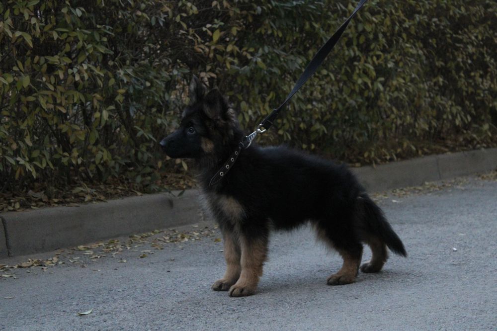 Длинношерстные щенки немецкой овчарки.Девочки. КНОРК СКК-FCI