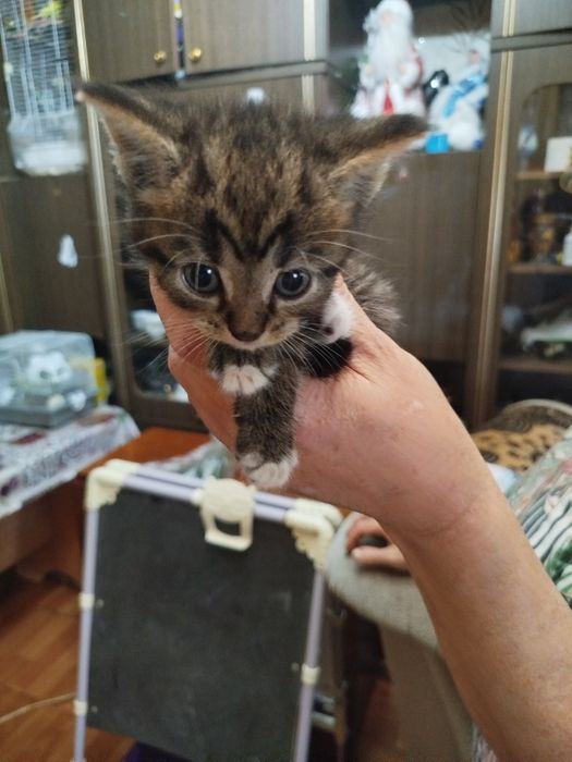 Отдам котят в добрые руки