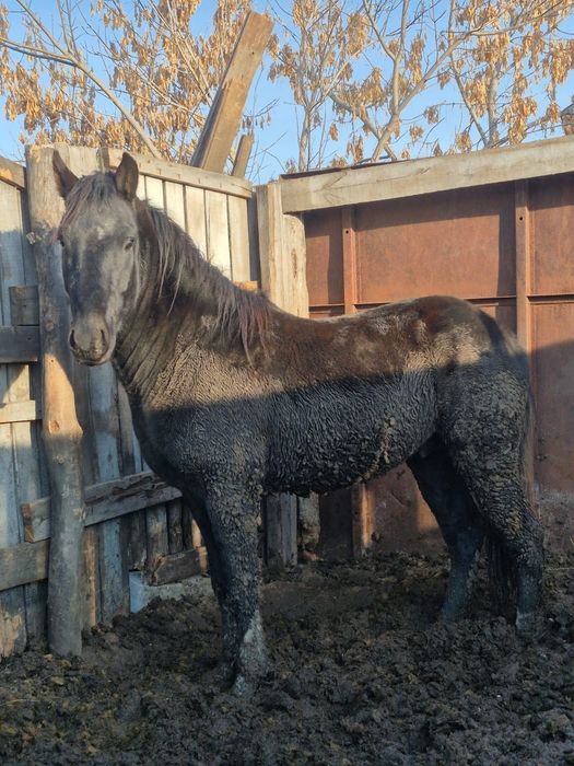 Продаётся жеребец полутяж
