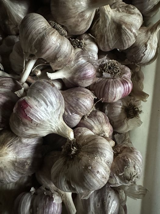 Продам чеснок крупный