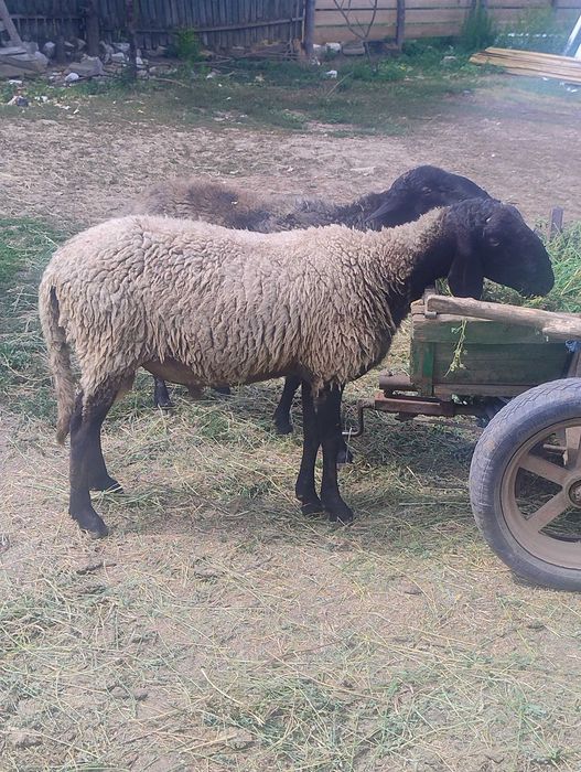 Animale, obiecte