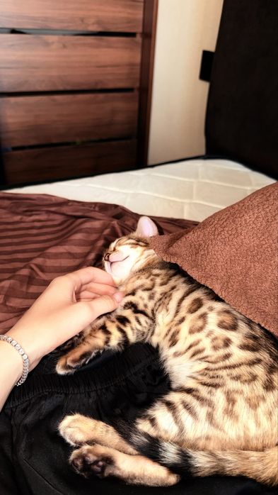 Бенгальский котенок