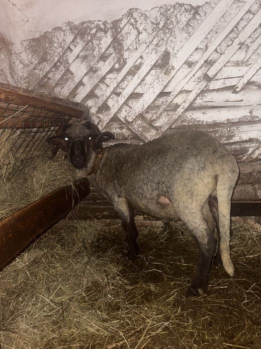 Vând berbec bucălău rasa țigaie in varstă de 2 ani in luna martie