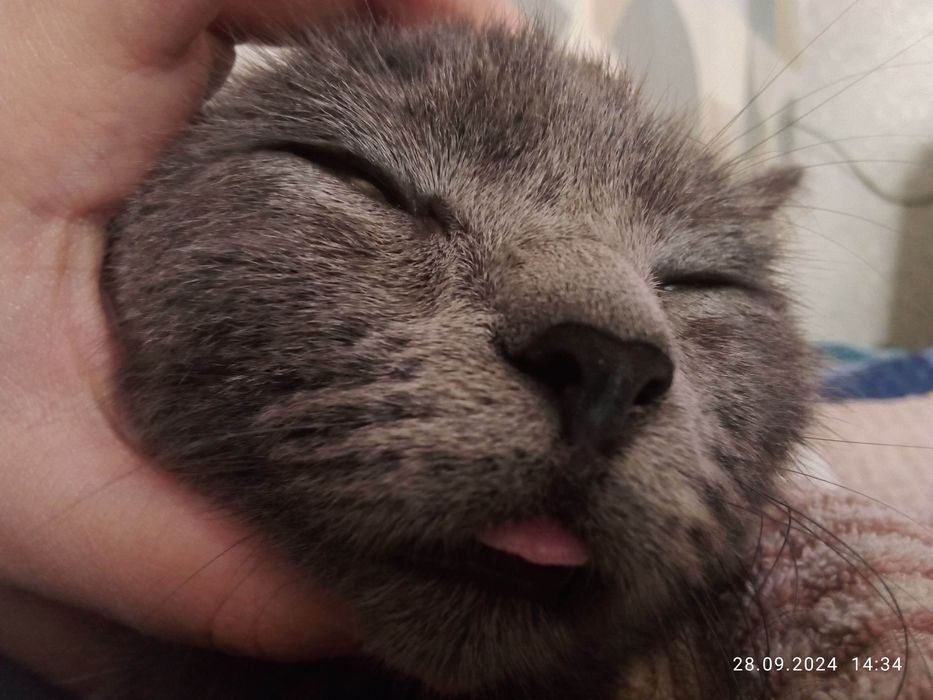 Пропала кошка,обратите внимание!