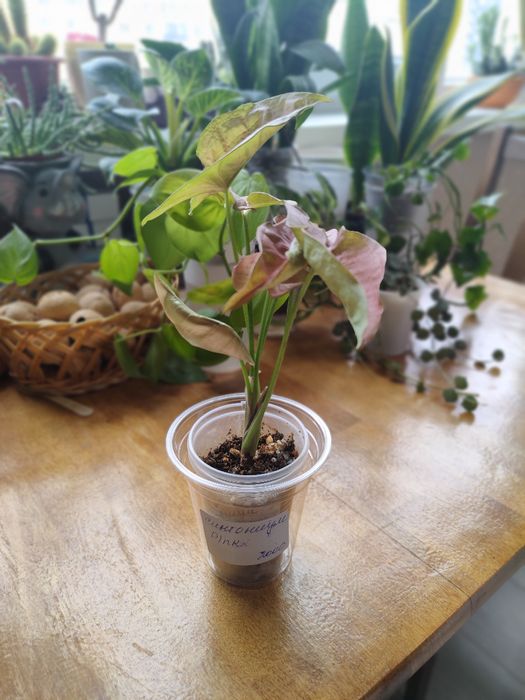 Сингониум PINK, домашнее растение