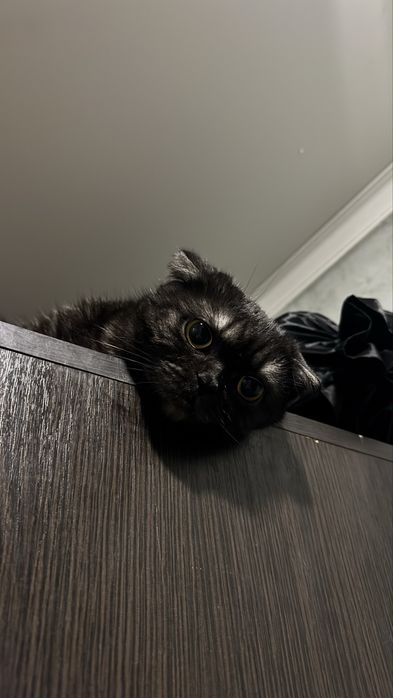 Ищем кота для вязки  ……