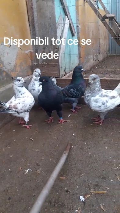 Masculi King tineri și maturi