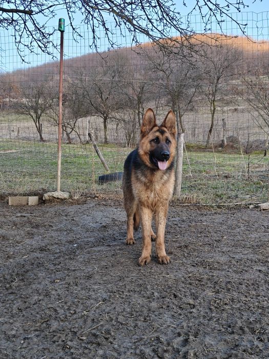 Mascul Ciobanesc german