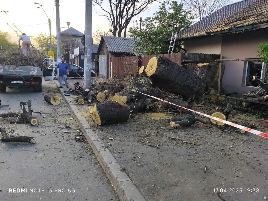Taiere copaci /toaletare program 24/7 deplasare oriunde in București/