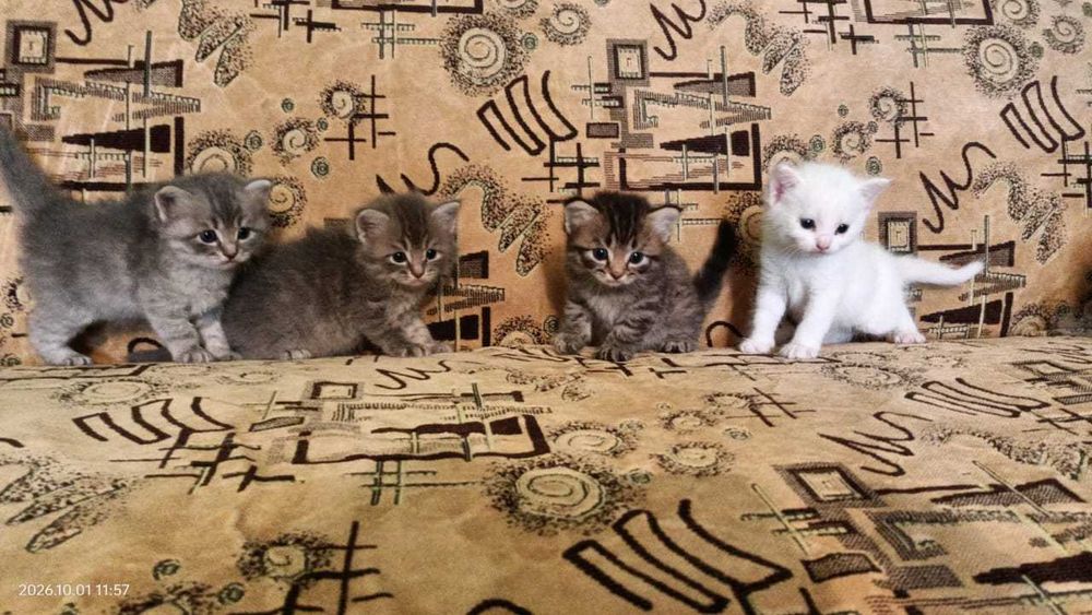 Породистые котята