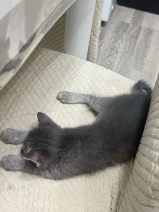 Котенок бесплатно
