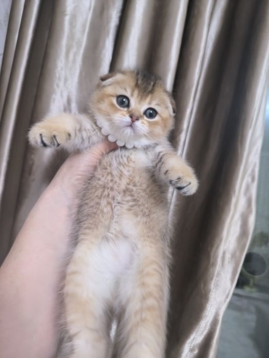 Котята от правильной вязки
