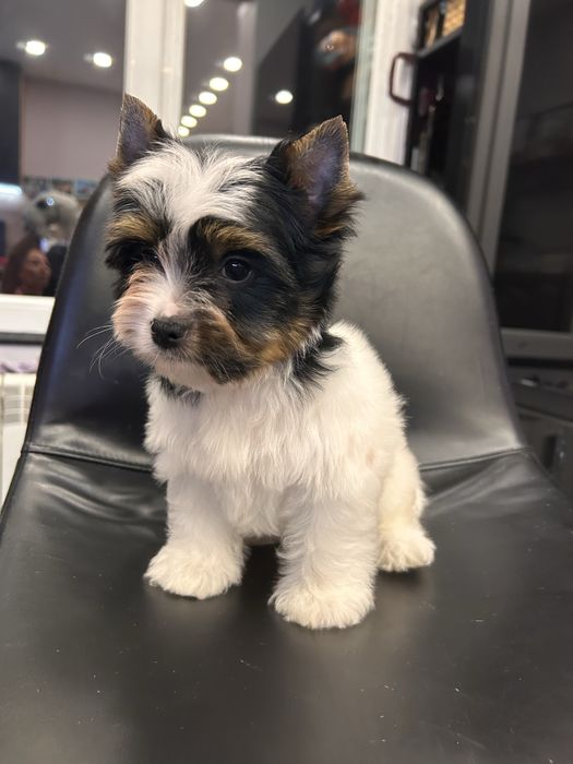 Biewer Yorkie/Бивър